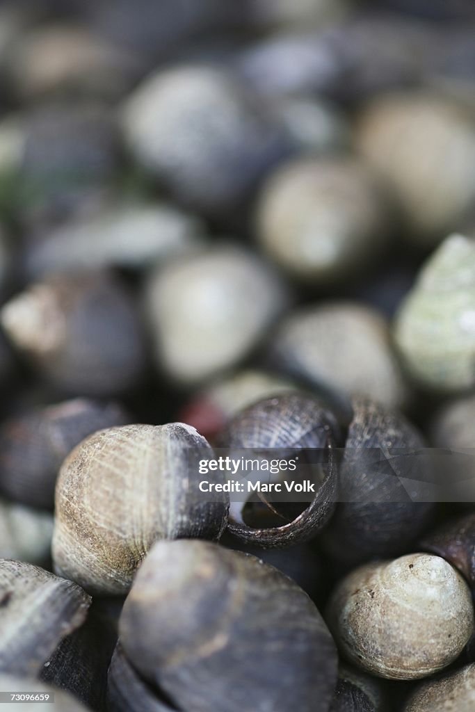 Fresh snails
