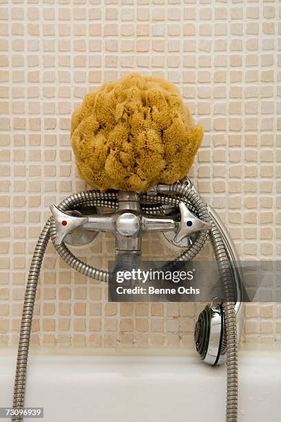 bath sponge and shower head on faucet - beige hose stock pictures, royalty-free photos & images
