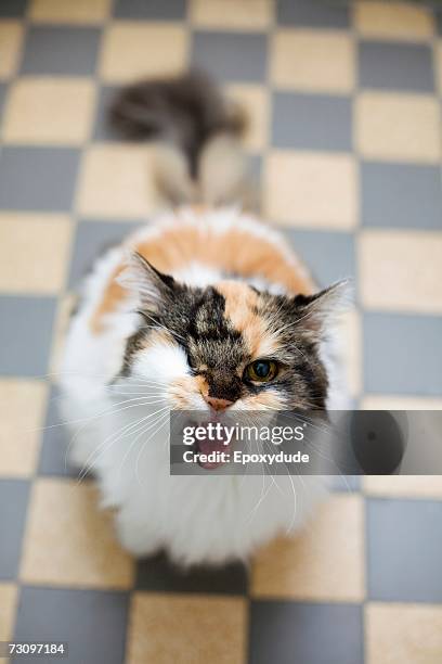 cat snarling at camera - meowing bildbanksfoton och bilder