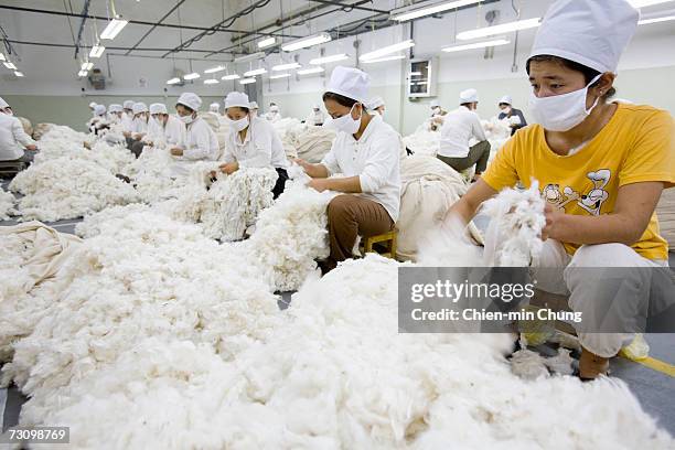 Workers remove by hand impurities such as leaves from cotton fibers on October 26, 2005 in the Xinjiang Uyghur Autonomous Region city Turpan, China....