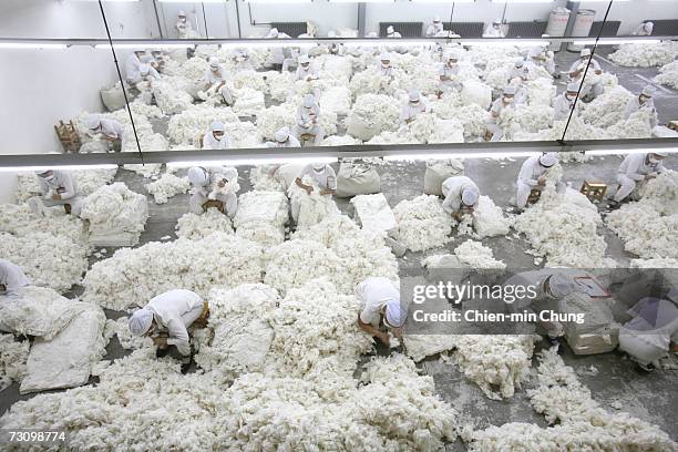 Workers remove by hand impurities such as leaves from cotton fibers on October 27, 2005 in the Xinjiang Uyghur Autonomous Region city Turpan, China....