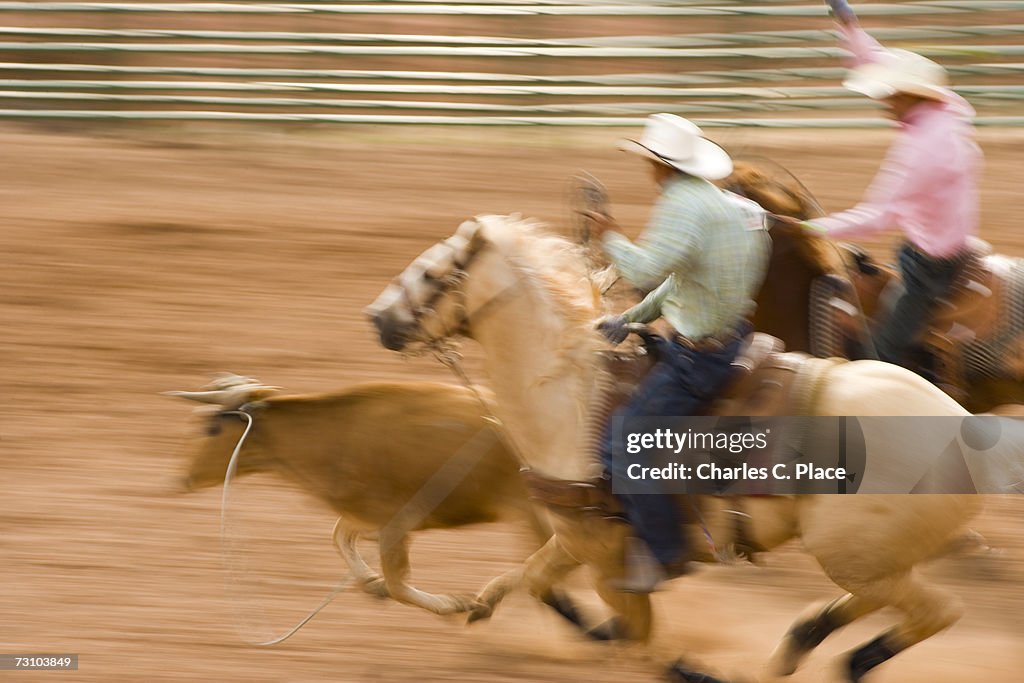 Two cowboys on horseback roping cattle (blurred motion)