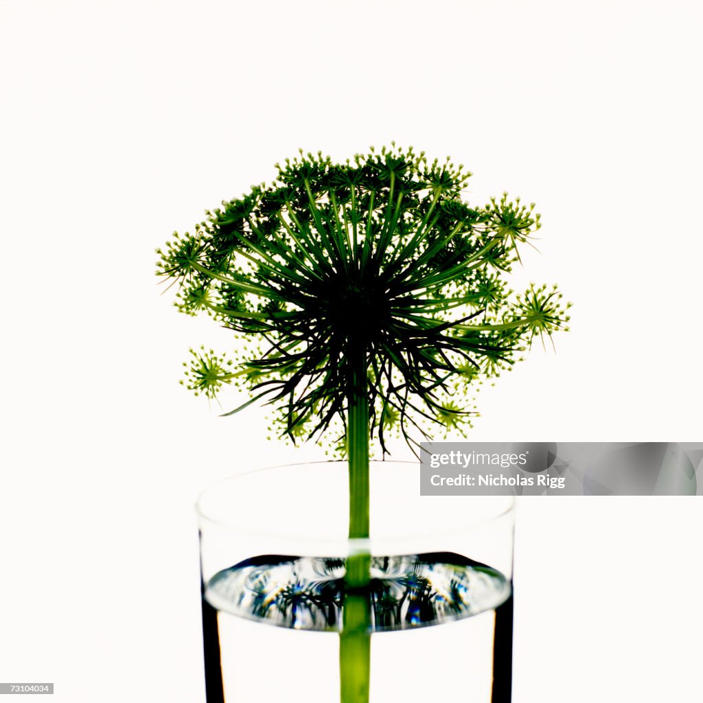 Dill plant in glass vase, close-up
