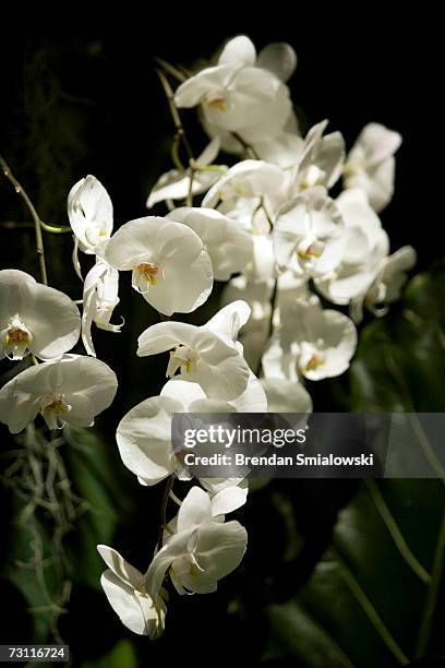 Phalaenopsis hybrid orchids are displayed during a press preview of the 13th annual orchids exhibit at the Smithsonian's National Museum of Natural...
