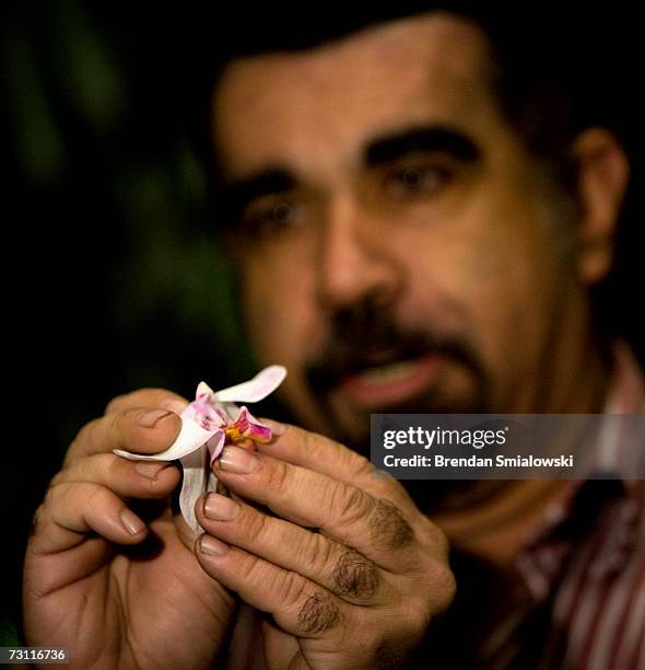 Orchid specialist Tom Mirenda shows the origins of a Doritaenopsis Newberry Parfait Picotee orchid while being interviewed during a press preview of...