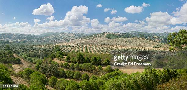 olive grove, baixo alentejo, portugal, high angle view - alentejo stockfoto's en -beelden