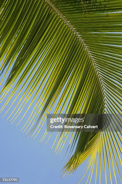 palm tree frond against blue sky - frond stock pictures, royalty-free photos & images