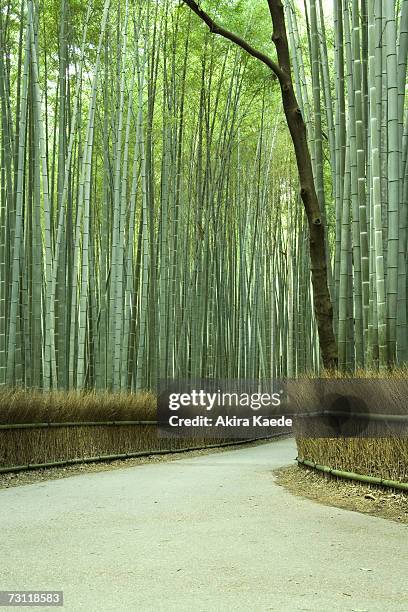 avenue of bamboo trees (phyllostachys bambusoides) - akira lane ストックフォトと画像