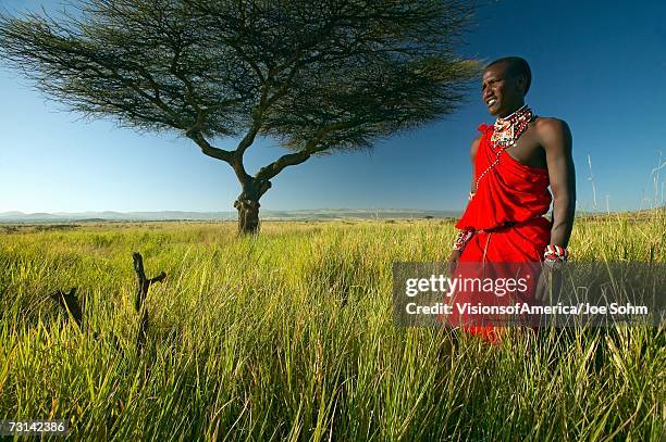 masai warrior in red standing near acacia tree and surveying landscape of lewa conservancy, kenya africa - masai stockfoto's en -beelden