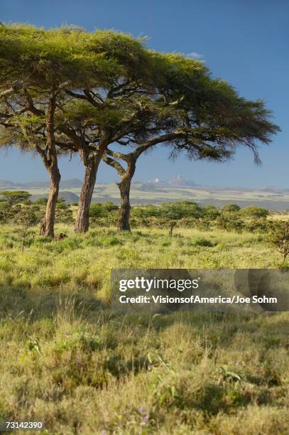 Lewa Tree Lewa Conservancy Photos and Premium High Res Pictures - Getty Images