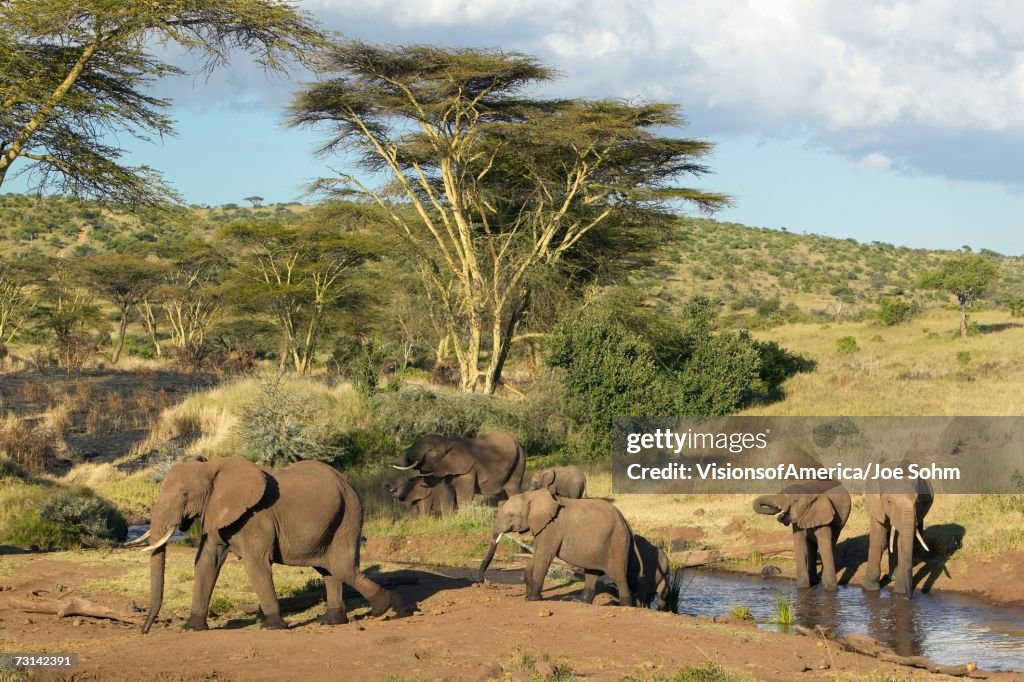 African Elephants drinking water at pond in afternoon light at Lewa Conservancy, Kenya, Africa