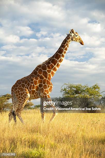 giraffe in sunset light at lewa conservancy, kenya, africa - veld stock pictures, royalty-free photos & images