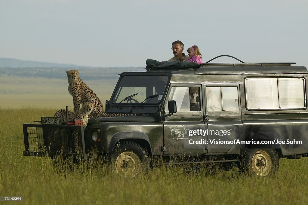 Cheetahs survey grasslands from top of Landrover Vehicle with man and little girl watching in Masai Mara near Little Governor's camp in Kenya, Africa