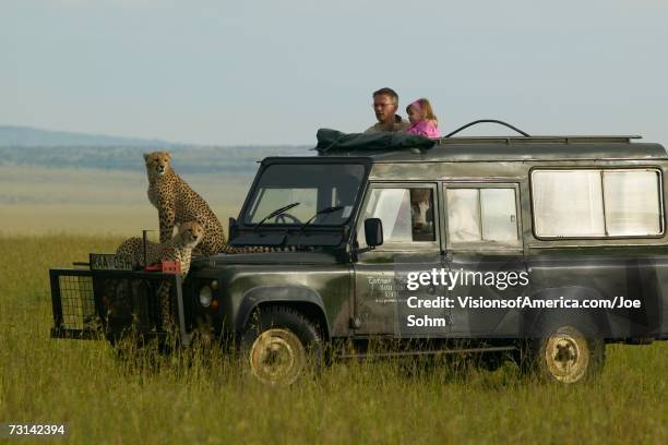 cheetahs survey grasslands from top of landrover vehicle with man and little girl watching in masai mara near little governor's camp in kenya, africa - little joe bonanza stock pictures, royalty-free photos & images