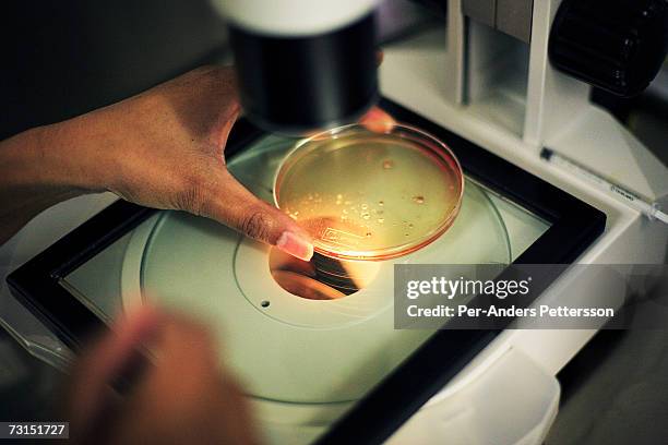 An embryologist at the Cape Town fertility checks eggs in a microscope that has just been extracted in the lab on May 30, 2006 in Cape Town South...