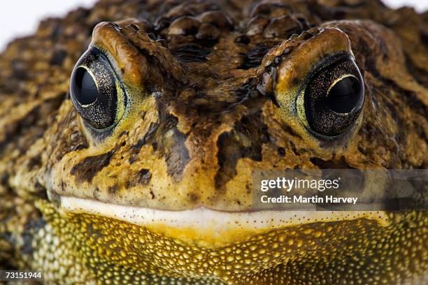43 Guttural Stock Photos, High-Res Pictures, and Images - Getty Images