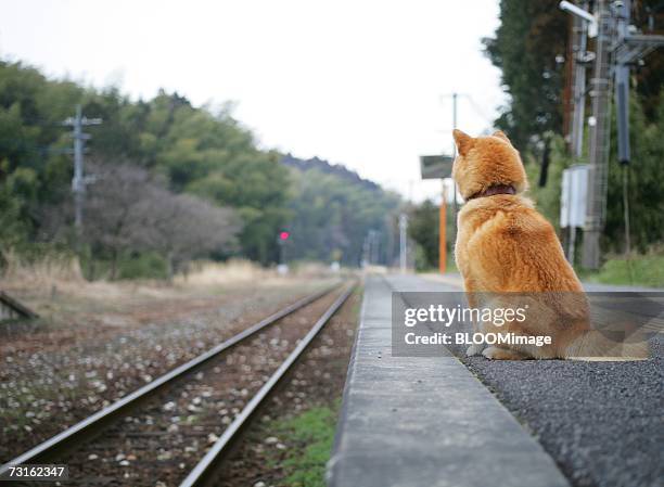 dog sitting on train station - shiba inu fotografías e imágenes de stock