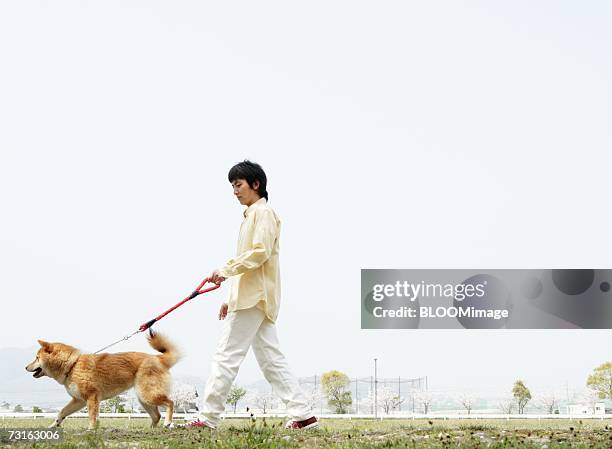 asian man walking with dog - shiba inu adult stock pictures, royalty-free photos & images