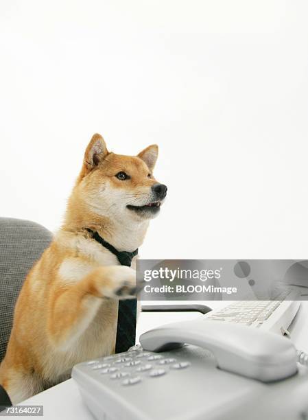 dog wearing tie ,sitting on chair in front of computer on desk - telephone receiver fotografías e imágenes de stock