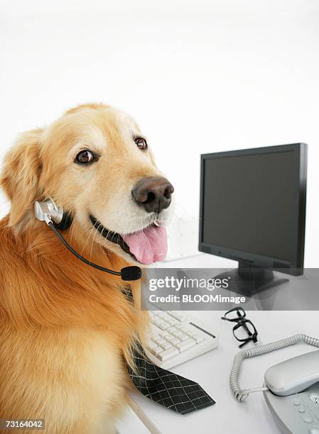 Dog In Computer 1,028 Dog In Front Of Computer Stock Photos, High-Res Pictures, and ...
