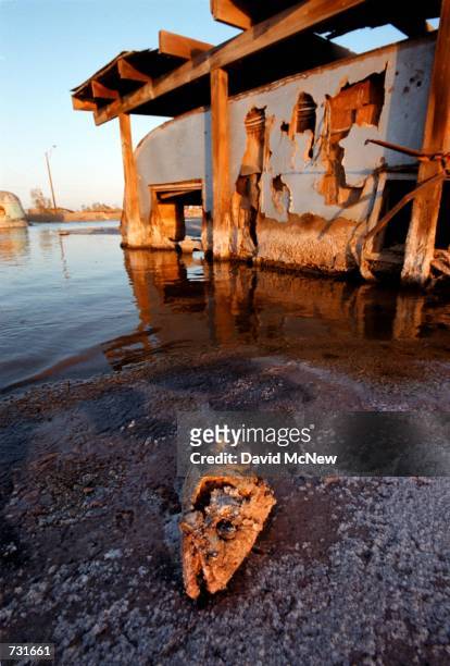 Fish head lies near a house trailer flooded by the rising waters of the Salton Sea at Bombay Beach July 28, 2000. The state's largest and saltiest...