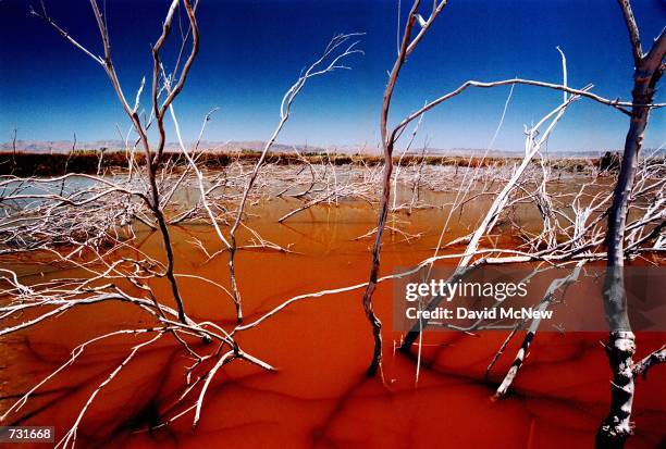 Brackish water turns red with micro-organisms as the rising Salton Sea floods brush north of Calipatria, CA, July 29, 2000. The state's largest and...