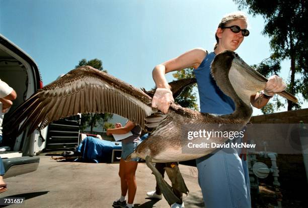 An endangered brown pelican suffering from avian botulism arrives at the Pacific Wildlife Project in Irvine, CA, August 3 from the Sonny Bono Salton...