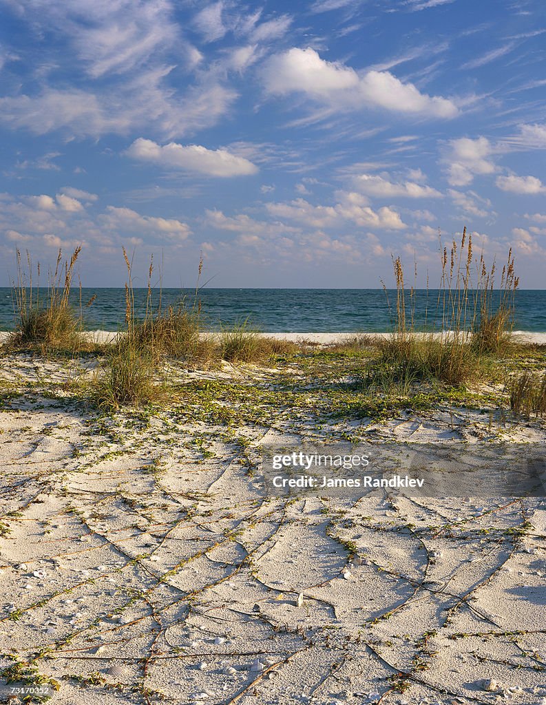 USA, Florida, St. George Island State Park, Sea oats (Uniola paniculata) on beach