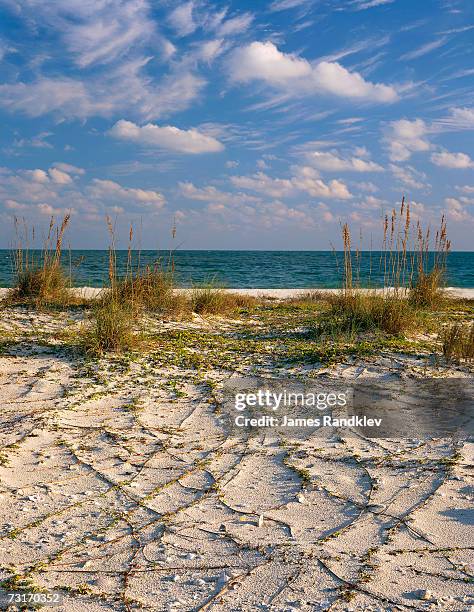 usa, florida, st. george island state park, sea oats (uniola paniculata) on beach - st george island state park stock pictures, royalty-free photos & images