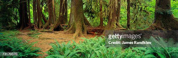 douglas firs (pseudotsuga menziesii) growing from nurse log with sword ferns (polystichum munitum) - polystichum munitum stock pictures, royalty-free photos & images