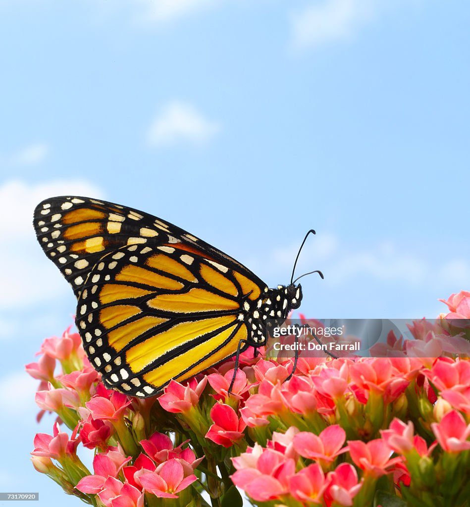 Monarch butterfly on flowers