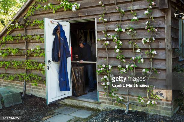 a garden shed workshop with plants trained up the outside, flowering. view through the open door of a man at work. - shed stock pictures, royalty-free photos & images