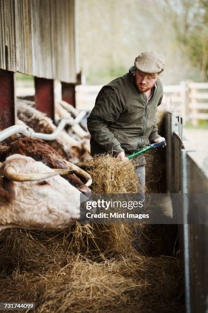 a farmer with a pitchfork of hay, feeding a row of longhorn cattle in a barn. - farmer cow stock-fotos und bilder