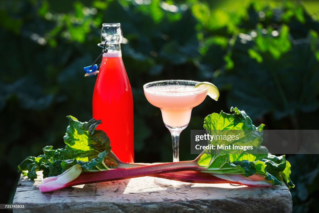 Close up of fresh rhubarb, a drinking glass and a glass bottle with a pink drink. A rhubarb cocktail.