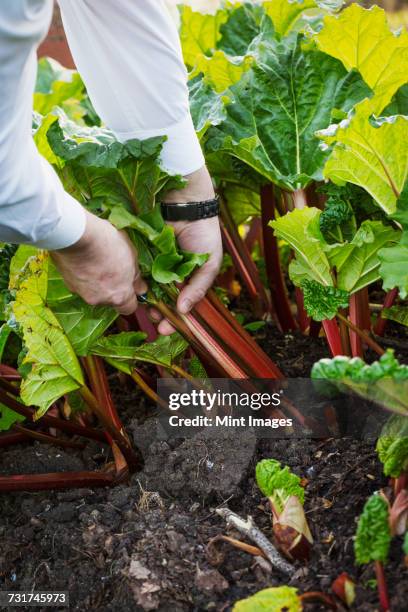 man harvesting fresh rhubarb and trimming the stalks in the garden of a hotel. - ルバーブ ストックフォトと画像