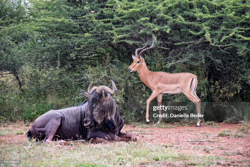 Impala and Blue Wildebeest against green trees, Pilanesberg National Park, South Africa