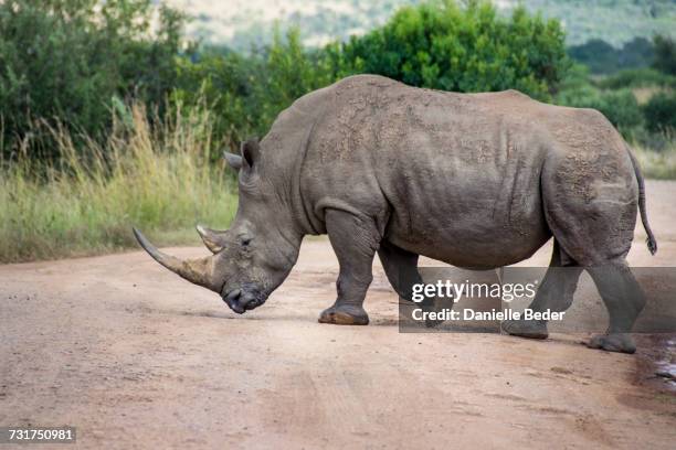 white rhinoceros crossing dirt road, south africa - rhinoceros white background stockfoto's en -beelden