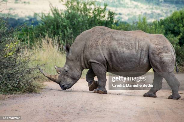 white rhinoceros crossing dirt road, south africa - rhinoceros white background stockfoto's en -beelden