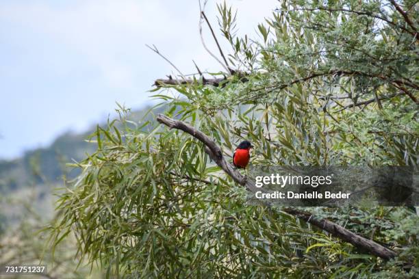 crimson-breasted shrike on branch, pilanesberg national park, south africa - laniarius atrococcineus stock pictures, royalty-free photos & images