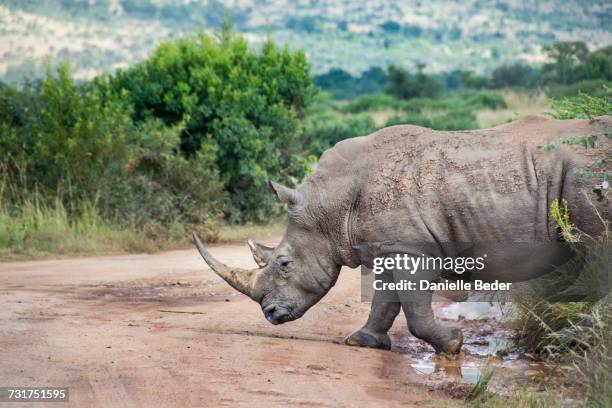 white rhinoceros crossing dirt road, south africa - rhinoceros white background stockfoto's en -beelden