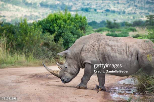 white rhinoceros crossing dirt road, south africa - rhinoceros white background stockfoto's en -beelden