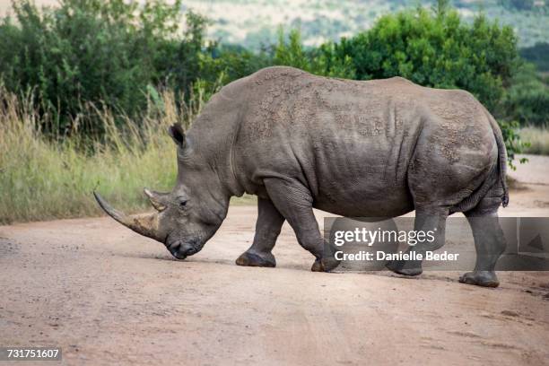 white rhinoceros crossing dirt road, south africa - rhinoceros white background stockfoto's en -beelden