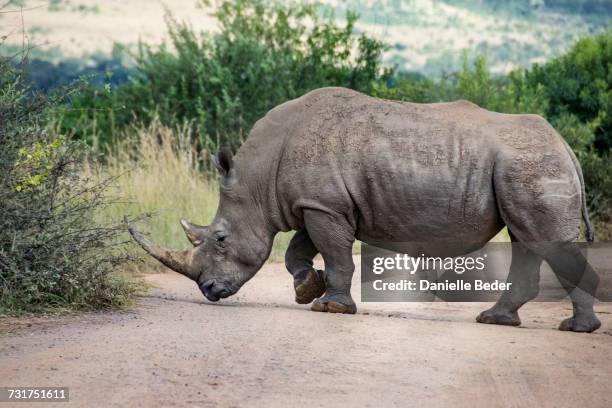 white rhinoceros crossing dirt road, south africa - rhinoceros white background stockfoto's en -beelden