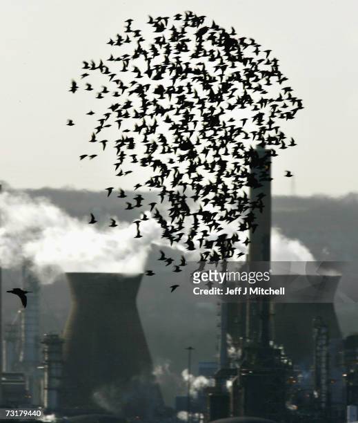 Birds fly past Grangemouth Oil Refinery February 2, 2007 in Grangemouth, Scotland. Reports by The Intergovernmental Panel on Climate Change , made up...