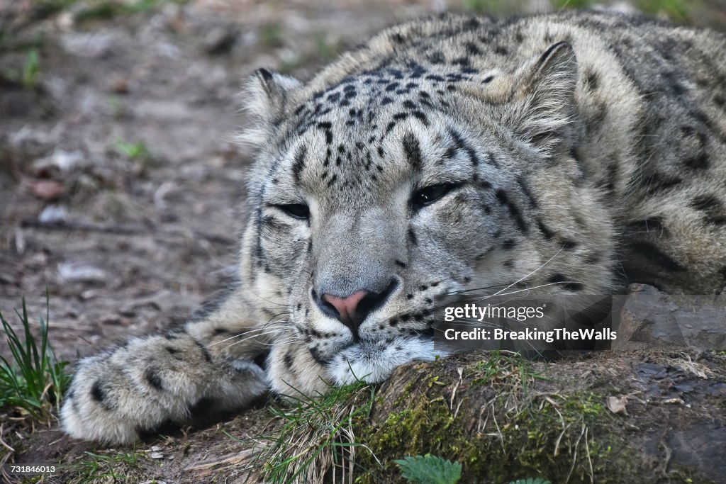 Close-Up Of Snow Leopard Relaxing On Rock