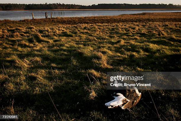 Dead gull lies next to an estuary that is popular many wading birds on February 3, 2007 in Halesworth, England. Government vets are currently...