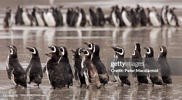 Lines of Magellanic penguins head for the sea on February 3, 2007 on Saunders Island, Falkland Islands.