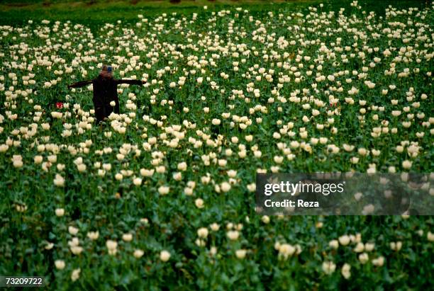 Scarecrow stands in the middle of a cultivated opium poppy field on April 2004, in the Pashtun tribal zone of Samar Khel , on the Afghanistan side of...