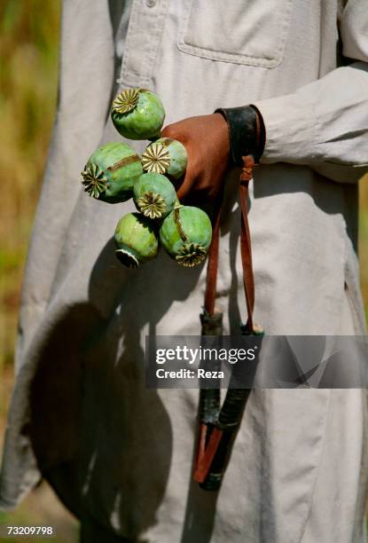 Boy holds ripe opium poppy seedpods, the scarifications from which opium sap is harvested clearly visible, on April in Lakaro, within the Pashtun...