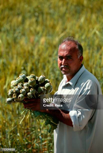 Man holds a bouquet of ripe poppy seedpods, exhibiting the scarifications from which opium sap is harvested, on April in Lakaro, within the Pashtun...